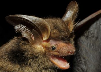 Localizado inicialmente em uma área costeira de Santa Catarina, o morcego agora foi encontrado em uma floresta de araucárias no Sudoeste do Paraná. Fotos: Vinícius C. Cláudio/Fiocruz/Promasto