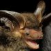 Localizado inicialmente em uma área costeira de Santa Catarina, o morcego agora foi encontrado em uma floresta de araucárias no Sudoeste do Paraná. Fotos: Vinícius C. Cláudio/Fiocruz/Promasto