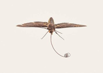 Exemplar de Neococytius cluentius, espécie de mariposa-falcão do Brasil, que integra o acervo de Coleções Entomológicas do Butantan