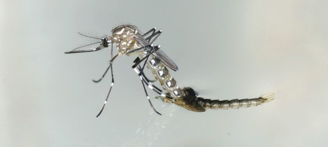 Aiea O mosquito aedes aegypti transmite o zika, além da dengue e da chikungunya