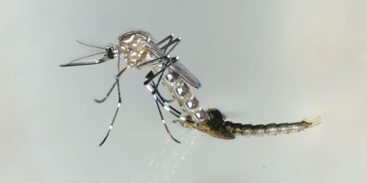 Aiea O mosquito aedes aegypti transmite o zika, além da dengue e da chikungunya