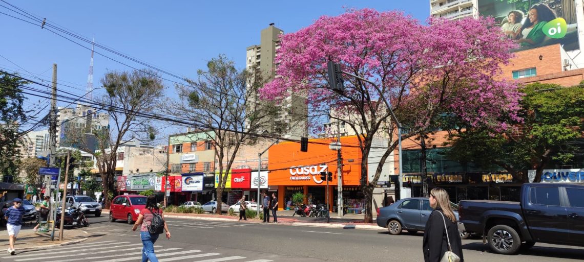 IPÊ ROXO ROUBA A CENA NA BRASIL ALTURA DA RAPOSO TAVARES