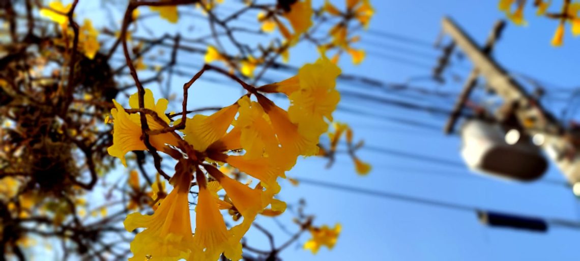 É tempo da florada do Ipê Amarelo - OFATOMARINGA.COM