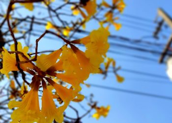 É tempo da florada do Ipê Amarelo - OFATOMARINGA.COM