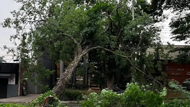 ÁRVORE CAÍDA NA AVENIDA JK NA TARDE DESTA QUARTA-FEIRA. fonte - ANGELORIGON.COM.BR