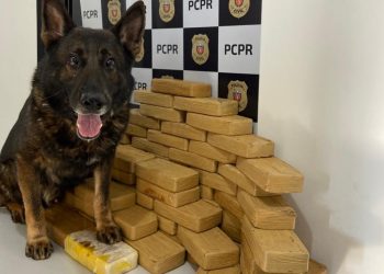 PC APREENDE 70KG DE CRACK EM PROPRIEDADE RURAL DE MANDAGUAÇU. foto - PCPR