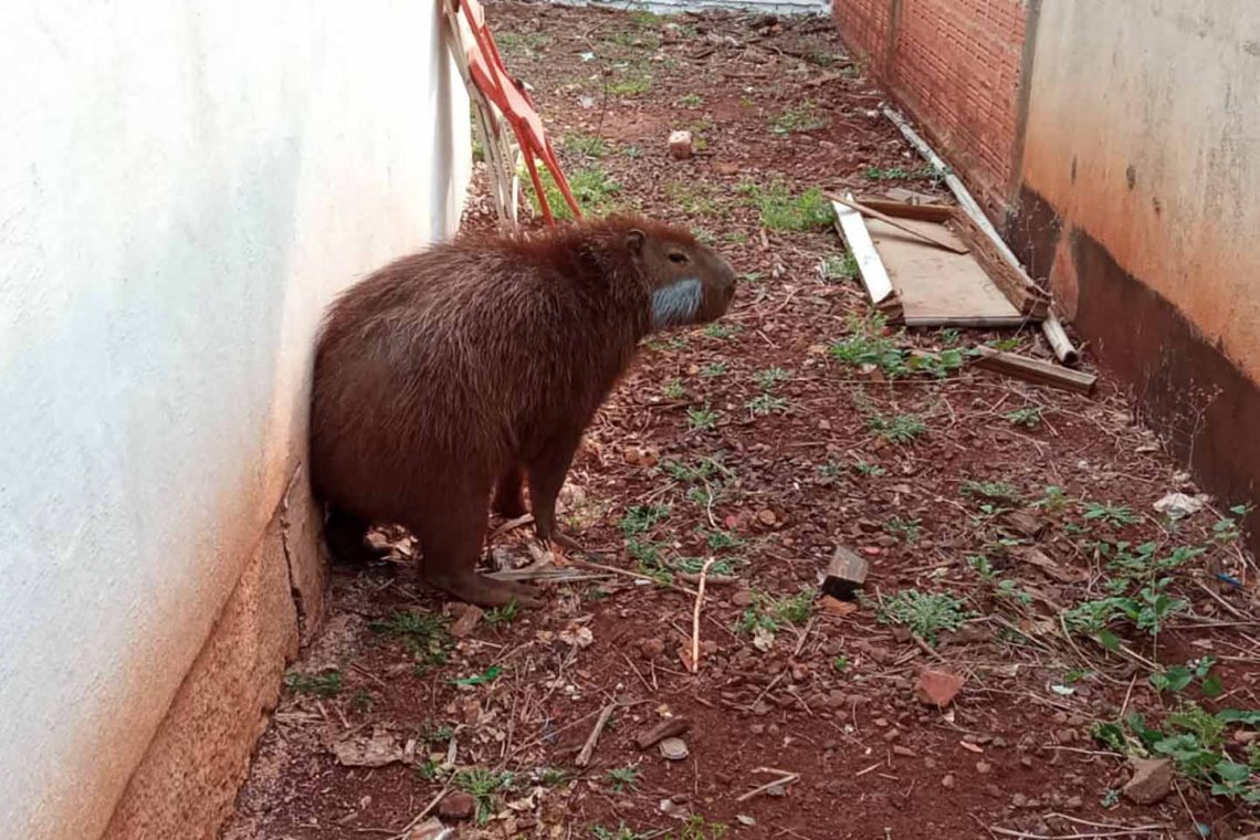 Após passar por tratamento veterinário, capivara voltou para a natureza nesta quarta-feira (9). Foto: IAT Campo Mourão