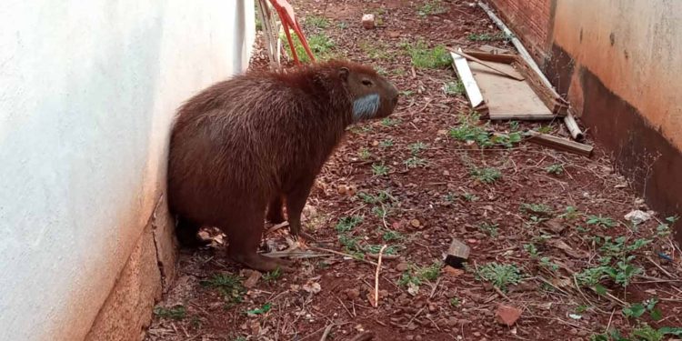 Após passar por tratamento veterinário, capivara voltou para a natureza nesta quarta-feira (9). Foto: IAT Campo Mourão