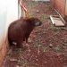 Após passar por tratamento veterinário, capivara voltou para a natureza nesta quarta-feira (9). Foto: IAT Campo Mourão