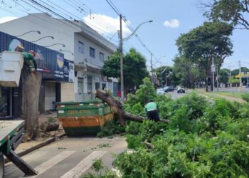 Na foto de OFATOMARINGA.COM, equipes da prefeitura realizando   remoções de árvores, galhos e podas na avenida Mandacaru neste domingo, 12.