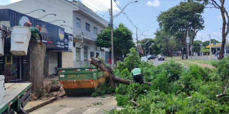 Na foto de OFATOMARINGA.COM, equipes da prefeitura realizando   remoções de árvores, galhos e podas na avenida Mandacaru neste domingo, 12.