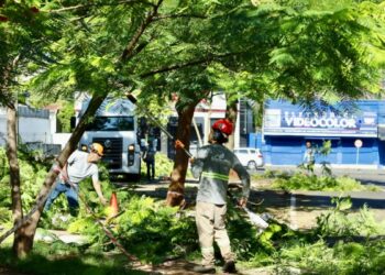 Durante o período da manhã, foram feitas 62 desbarras, 20 podas e quatro remoções 
(Crédito: Rafael Macri / PMM)